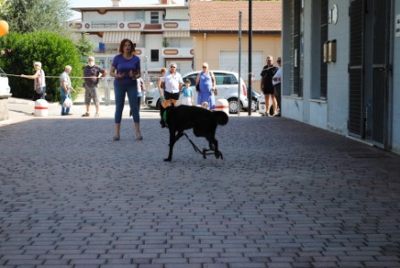 11° RADUNO DEL CANE DA PASTORE ITALIANO E NON SOLO