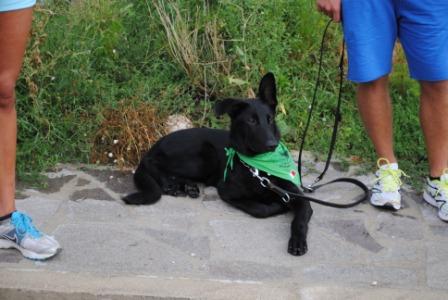 11° RADUNO DEL CANE DA PASTORE ITALIANO E NON SOLO