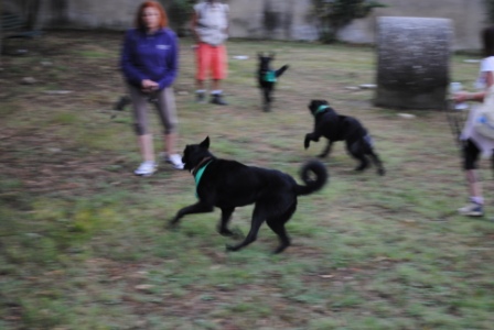 11° RADUNO DEL CANE DA PASTORE ITALIANO E NON SOLO