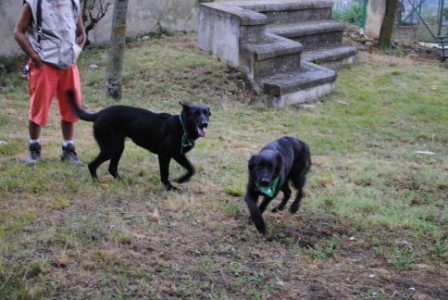 11° RADUNO DEL CANE DA PASTORE ITALIANO E NON SOLO