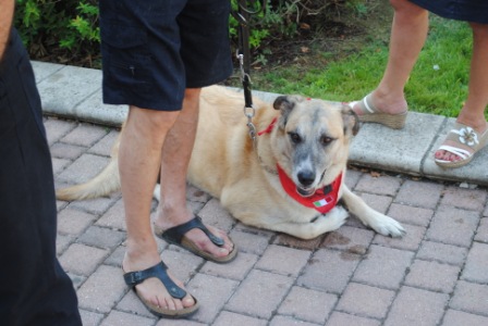 11° RADUNO DEL CANE DA PASTORE ITALIANO E NON SOLO